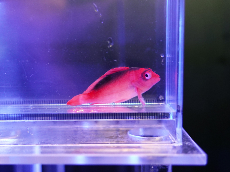 画像1: ベニゴンベ（タヒチ）01