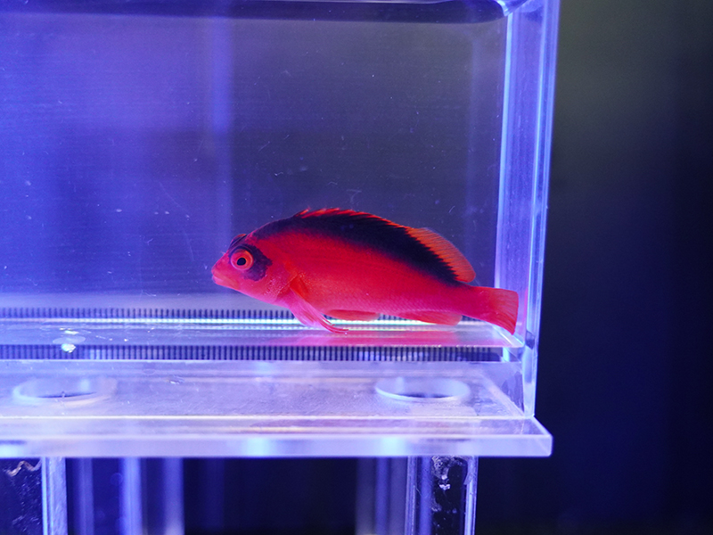 画像1: ベニゴンベ（タヒチ）02