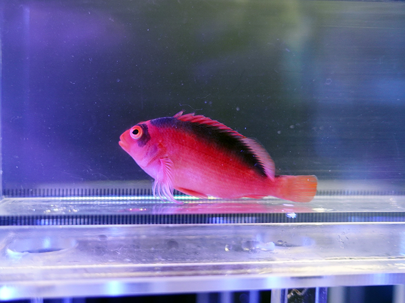 画像1: ベニゴンベ（タヒチ）03