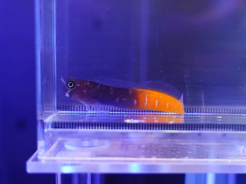 画像1: フタイロカエルウオ