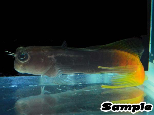 フタイロカエルウオ 海水魚ショップ ナチュラル