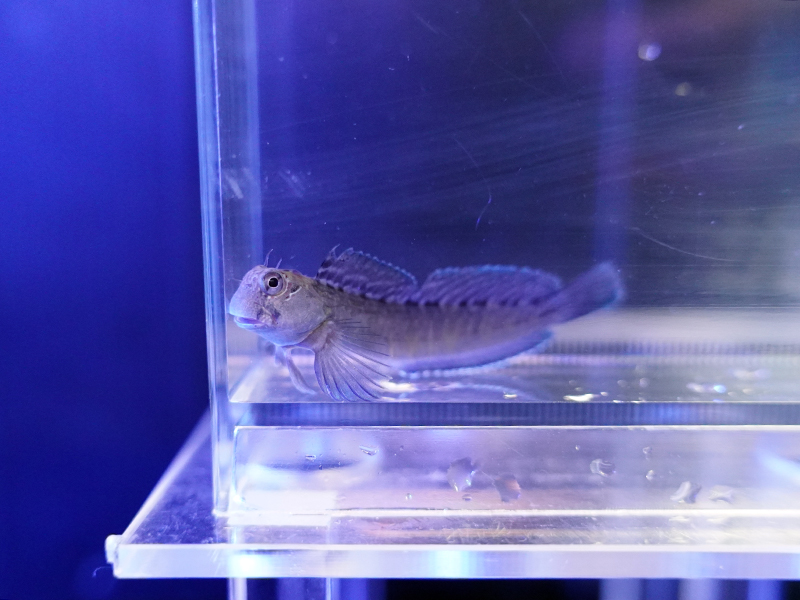 画像1: カエルウオ（近海）