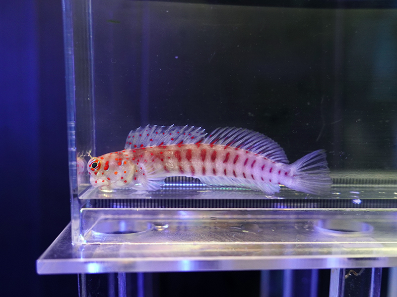 画像1: モンツキカエルウオレッドスポット