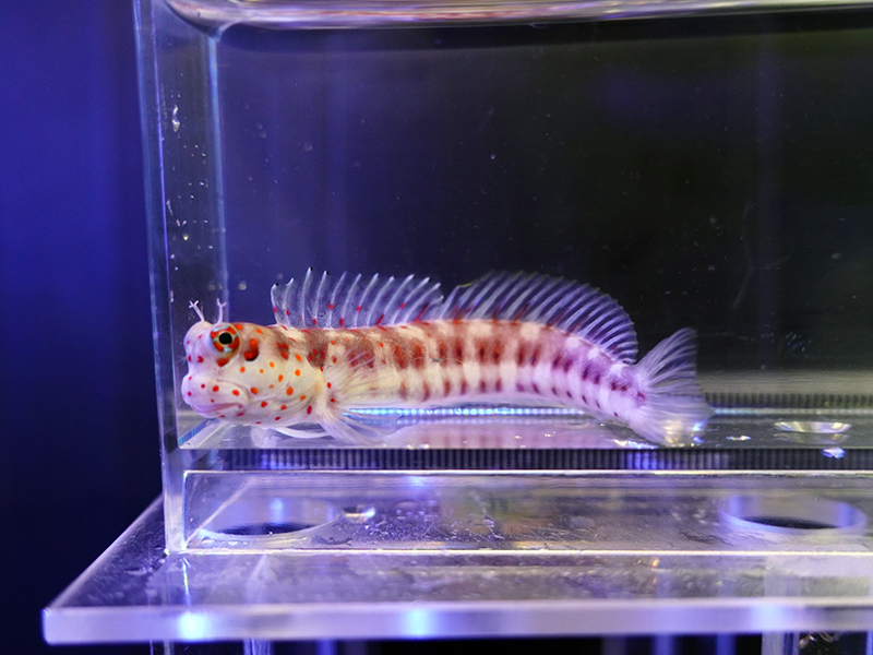 画像2: モンツキカエルウオレッドスポット