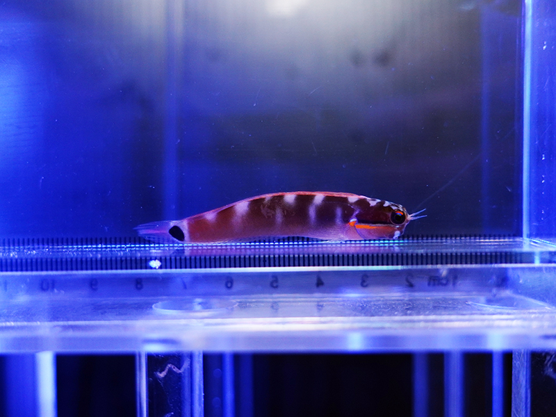 画像2: テールスポットブレニー