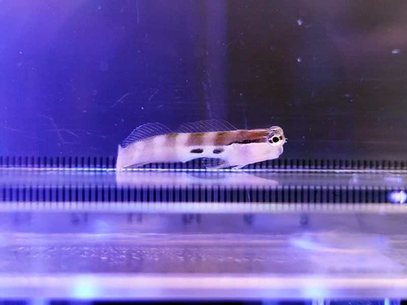 画像1: ツースポットブレニー