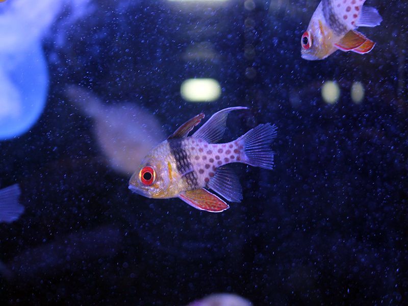 マンジュウイシモチ 海水魚ショップ ナチュラル