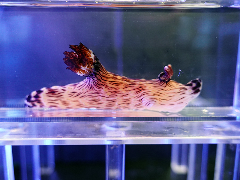 画像1: ブッシュドノエルウミウシ