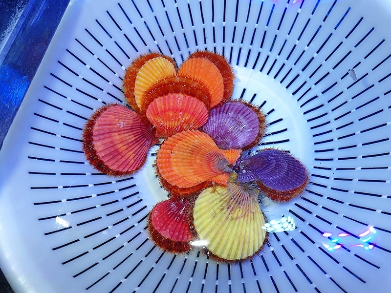 画像1: ヒオウギガイ　パープル