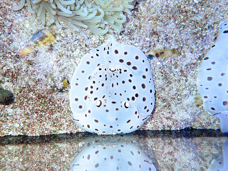 画像1: マダラウミフクロウ