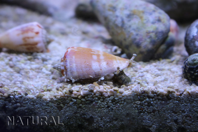 マガキガイ 海水魚ショップ ナチュラル マガキガイ 海水魚ショップ ナチュラル