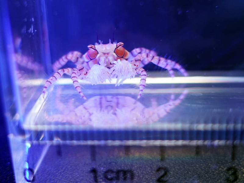 画像2: キンチャクガニ