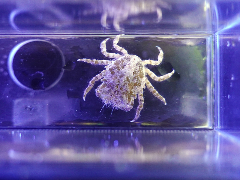 画像1: ピトークラブ（Pitho Crab）