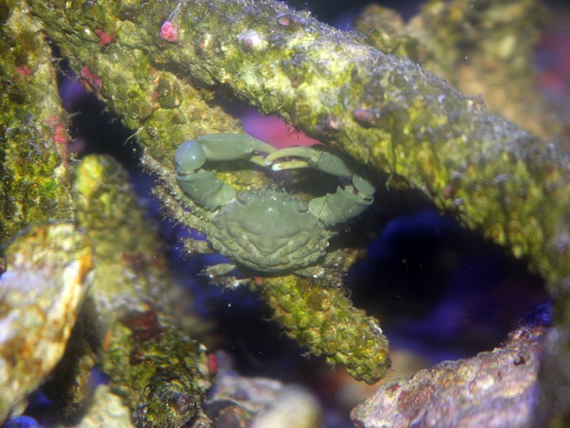 エメラルドグリーンクラブ 海水魚ショップ ナチュラル