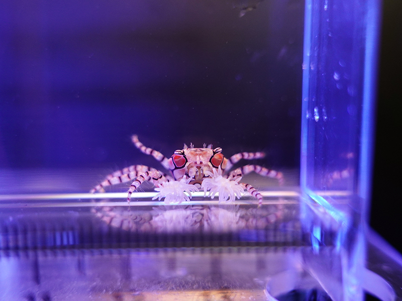 画像1: キンチャクガニ