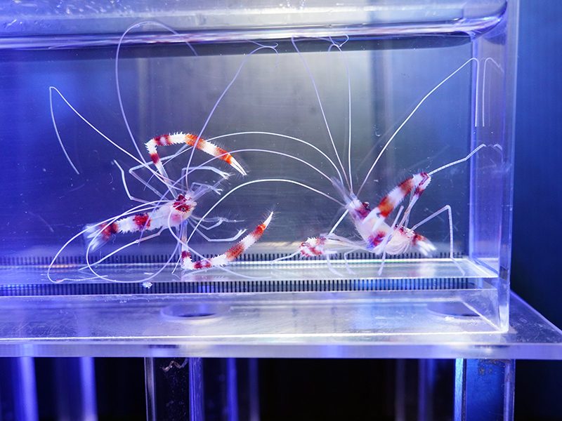 画像1: オトヒメエビペア