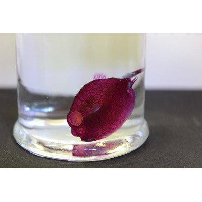 透明標本 ミナミハコフグ01 海水魚ショップ ナチュラル