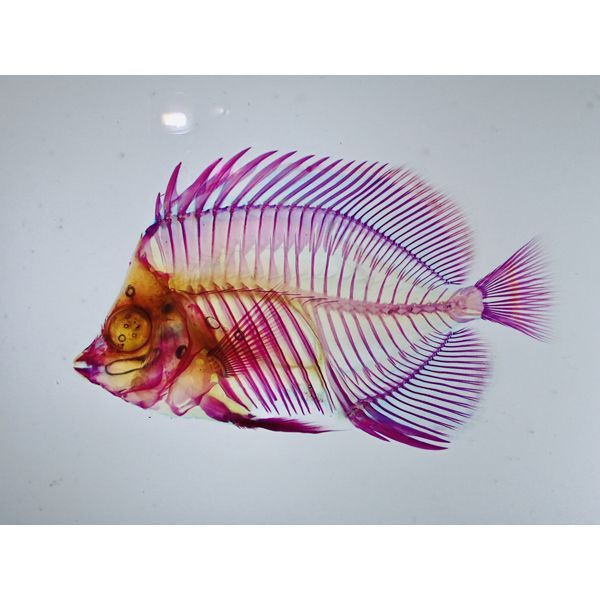 透明標本 01シチセンチョウ 海水魚ショップ ナチュラル