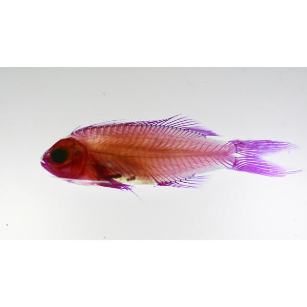 透明標本 09スレッドフィンアンティアス 海水魚ショップ ナチュラル