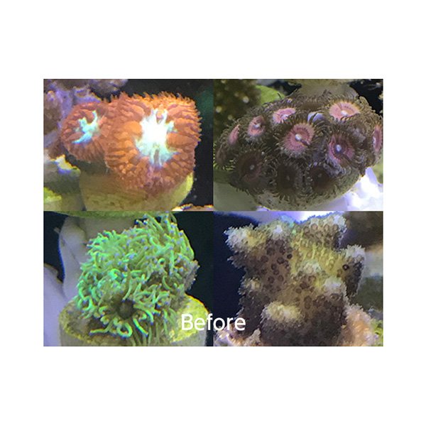画像3: 【取寄】ZOOX フラッシュライト