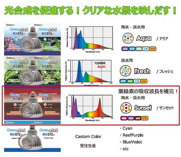 画像2: 【取寄】Grassy LeDio RX072e Sunset