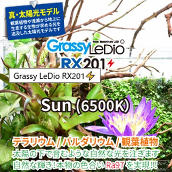 画像3: 【取寄】Grassy Ledio RX201 Sun（65000K）