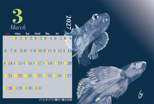 画像4: 2027年　小笠原の魚たちカレンダー　イラスト瀧音