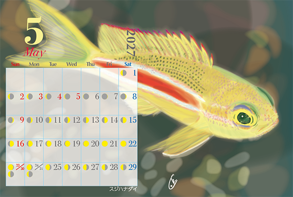 画像6: 2027年　小笠原の魚たちカレンダー　イラスト瀧音